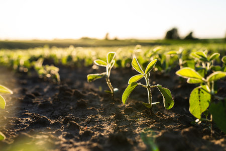 Close up green young soybean plants growing in a soil on agricultural field. Soy bean plants. Soy field with sunset sun. Agrarian business. Agricultural scene.の写真素材