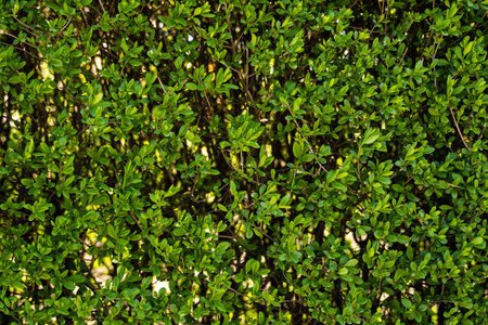 Green shrub hedge, fresh green leaves for texture background. Lush vegetation close-up, horizontal photo.の写真素材