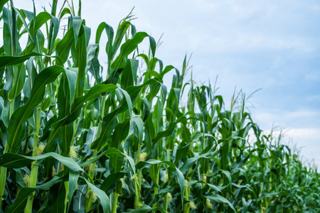 Stalks of tall green unripe corn with a unripe corn. Maize plantation. Corn planting field or cornfield. Agriculture.の写真素材