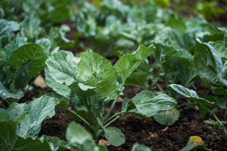 Fresh young cabbage from farm field. Growing organic vegetables. Eco-friendly products. Agriculture and farming. Plantation cultivation. Selective focus.の写真素材