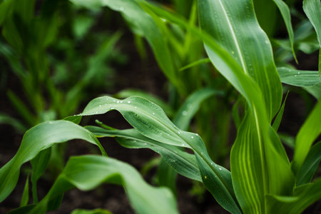The agricultural land of a green corn farm. Maize corn seedling in the agricultural plantation. Young green cereal plant growing in the cornfield.の写真素材