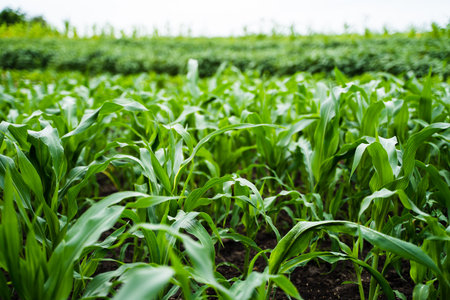 Young corn plants growing on the field. Selective focus. Corn seedling on the agricultural plantation. Agruciltural process.の写真素材