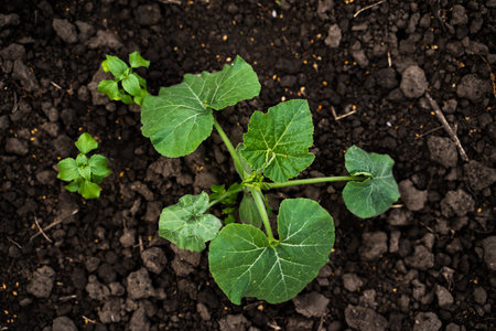 Pumpkin tiny sprout planted in the garden, field. Squash seedling planted in the soil on the field. Agriculture, plant, close-up view.の写真素材