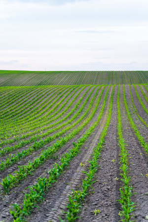 Rows of corn sprouts in a fertile soil on a farm field. Growing corns sprouts in soil.の写真素材