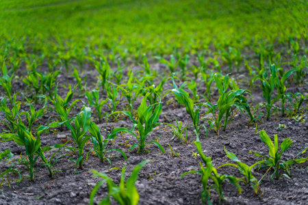 Rows of fresh green corn sprouts in spring on the field. Growing young green corn seedling sprouts in cultivated agricultural farm field.の写真素材