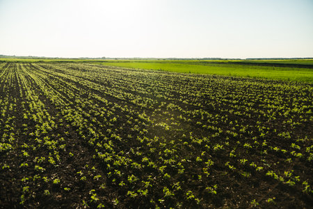 Rows of green soybean plant on the fertile agiculture field in summer. Young soy bean plant against the sun.の写真素材