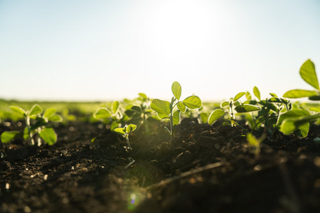Young soybean sprout in the field stretches towards the sun. Young soy sprouts planted in neat rows. Selective focus.の写真素材