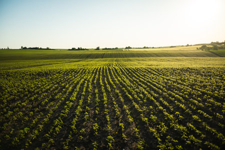 Landscape of a field of young soybean shoots stretch up. Rows of soy plants on an agricultural plantation. The suns rays shine through the leaves. Selective focus.の写真素材
