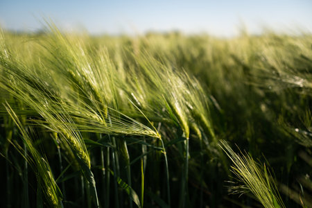 Green ears of barley on the agricultural field in summer.の写真素材