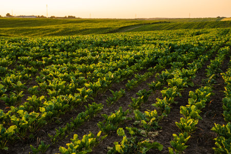 Green leaves of beets planted on a field. Sugar beet harvest.の写真素材