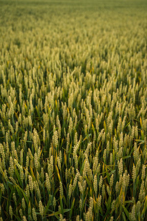 Fresh green young unripe juicy spikelets of rye on a agriculture field. Oats, rye, barley. Harvest in spring or summer, closeup. Agriculture.の写真素材