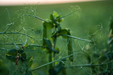 Ripe healthy pea pods on plants in the field. Green pea pods grow on agricultural field. Selective focus.の写真素材