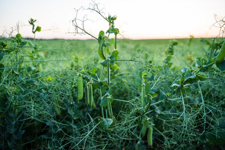 Clode up fresh ripe green pea pods on a pea plants on a agriculture field after a sunset.の写真素材