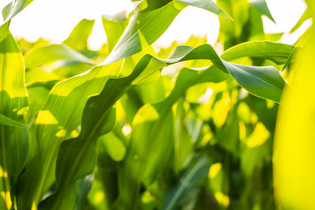 Corn leaves in a corn plantation. Main focus on a maize leaves. Young and green corn field during the summer. Concept of agricultural, produce, maize and farming.の写真素材