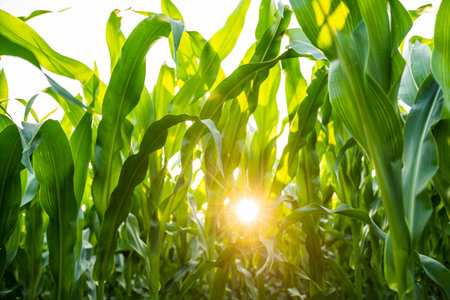 Corn leaves in a corn plantation. Concept of agricultural, produce, maize and farming. Corn field close-up. Agriculture.の写真素材