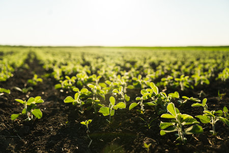 Field with young bean sprouts in the summer. A row of young soybean shoots stretches up. Rows of soy plants on an agricultural plantation. Selective focus.の写真素材