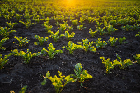 Rows of young sugar beet root plant on a agrarian field. Beetroots growing on agricultural field. The concept of agriculture, healthy eating, organic food.の写真素材