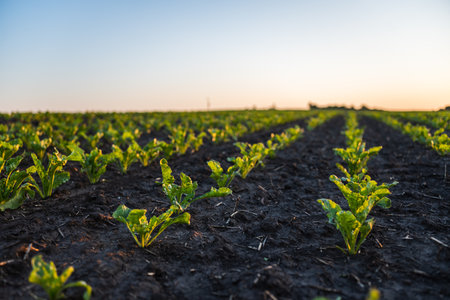 Sugar beet sprout growing in cultivated agricultural field with a blue sky. Agriculture. The concept of agriculture, healthy eating, organic food.の写真素材