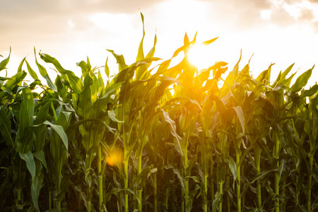 Corn plants on agricultural field. Fresh green leaves of corn seedlings.の写真素材