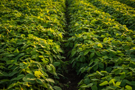 Soybean plants growing in row in cultivated field. Green soy bean crop plants at agricultural farm.の写真素材