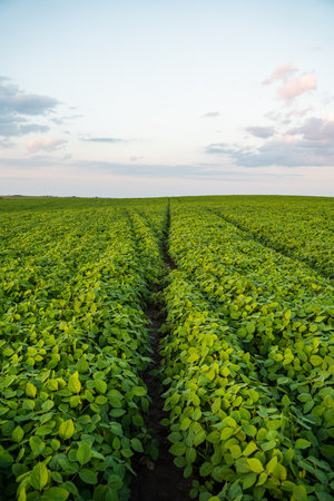 Soybean growing on a cultivated field with a sunset cloudy sky. Green soy bean crop plants at agricultural farm field.の写真素材