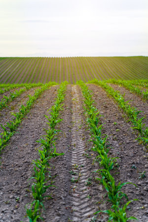 Straight rows of corn seedlings. Sprouts of young corn plants in field against a cloudy sky.の写真素材