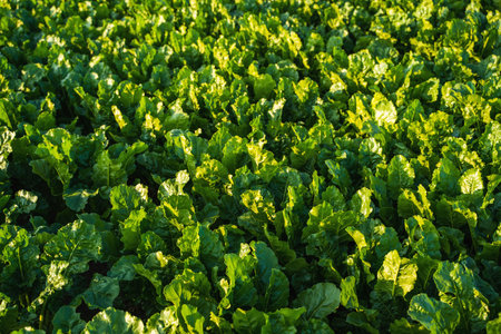 Beetroot plants on agricultural field. Beet root leaves, seedlings. Young beet on an organic field.の写真素材