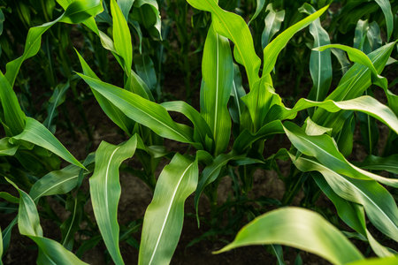 Corn plants on agricultural field. Fresh green leaves of corn seedlings. Organic field. Agriculture.の写真素材