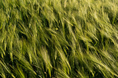 Close up on sprouting green barley growing on a agricultural field in a daytime. Barley sprout, seedling. Agriculture.の写真素材