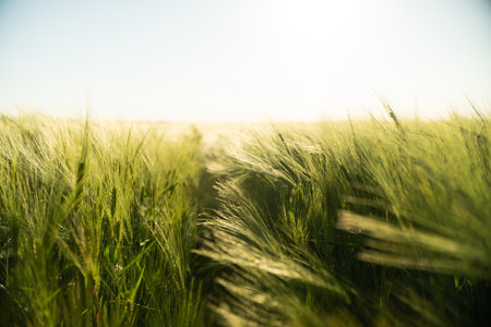 Close up unripe green Barley growing on a field in a daytime sun. Barley sprout, seedling. Agriculture.の写真素材