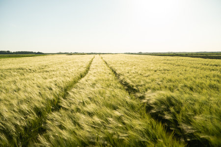 Landscape of Unripe green Barley field in a daytime with a blue sky. Barley sprout, seedling. Agriculture.の写真素材