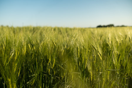 Young green barley growing on a agricultural field in a daytime. Barley sprout, close up on sprouting barley. Agriculture.の写真素材