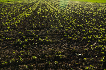 Young soybean sprouts planted in neat rows. Soy seedling. Agriculture.の写真素材
