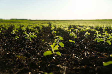 Close-up of Soybean Sprouts growing on agricultural field in daytime. Young green soy bean plant.の写真素材