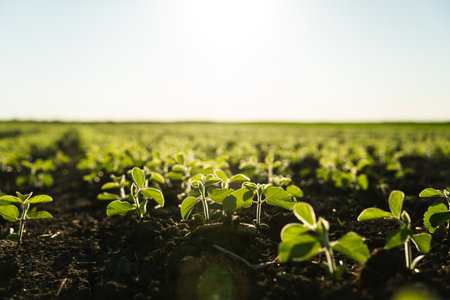 Close-up of young soybean sprouts grow in the field. Cultivation of soy bean plants. Small green soybean plants.の写真素材