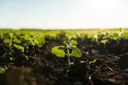 Close up small Soybean Sprouts grow on agricultural field in daytime. Rows of small Soy Bean plants. Agricultural process.の写真素材