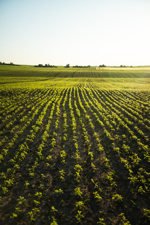 Young Soybean field at spring season. Agricultural landscape.の写真素材