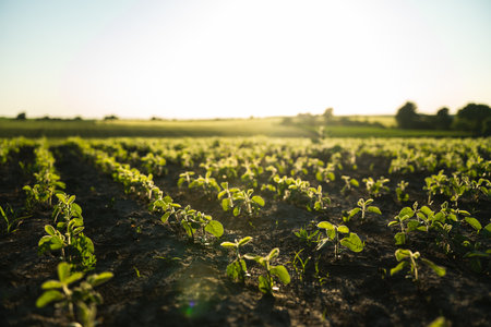 Agricultural landscape of young Soybean field at spring season.の写真素材