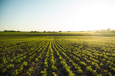 Soybean field ripening at spring season, agricultural landscape. Soy plantation.の写真素材