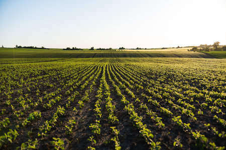 Young soybean sprouts planted in neat rows. Soy seedling. Agriculture.の写真素材