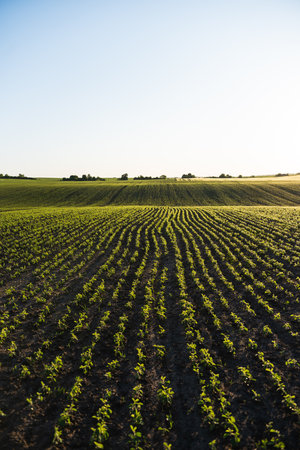 Soybean field ripening at spring season, agricultural landscape. Soy plantation.の写真素材