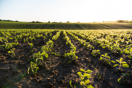 Young soybean sprouts planted in neat rows. Rows of Soybean plants. Landscape view of a young soy field.の写真素材