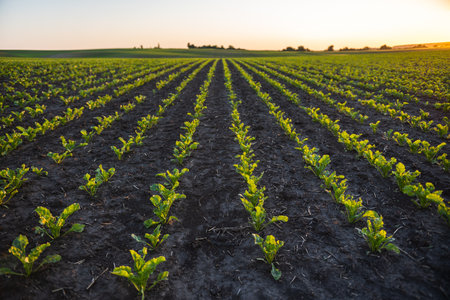 Beetroot seedlings in fertile soil on field, rows in perspective. Agriculture, cultivation. Landscape.の写真素材