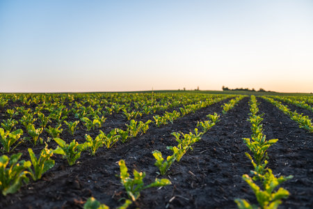 Landscape of Small sugar Beetroot sprouts grow in the field. Rows of small sugar beet plants. Agricultural sugar beet field at sunset.の写真素材