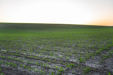 A field of young corn plants. Agricultural field with corn sprouts. Landscape.