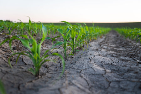 Rows of corn sprouts beginning to grow. Young corn seedlings growing in a soil.