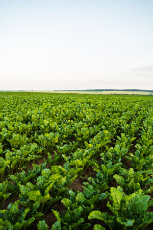 Sugar beet field with perfect crop rows in rural landscapeの写真素材
