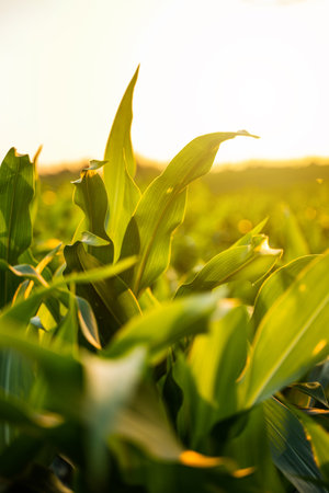 Close-up of corn leaf in bright sunlight during growth stageの写真素材