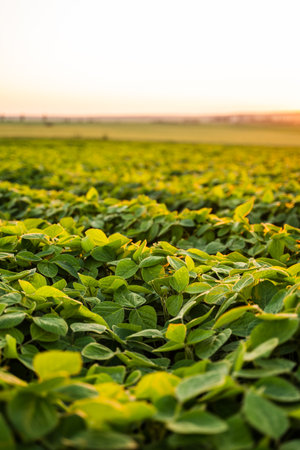 Soybean field at sunset, agriculture and farming conceptの写真素材