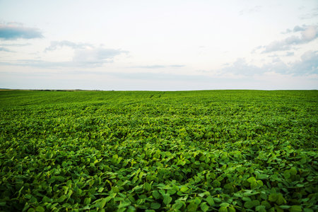 Lush soybean field at sunset in countrysideの写真素材